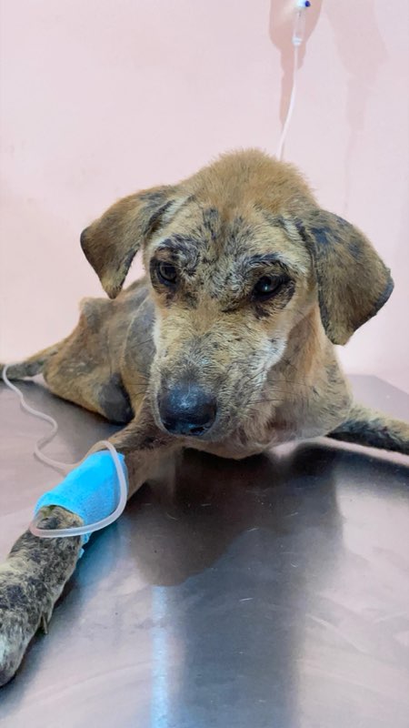 Indiana (Indy) at the vet