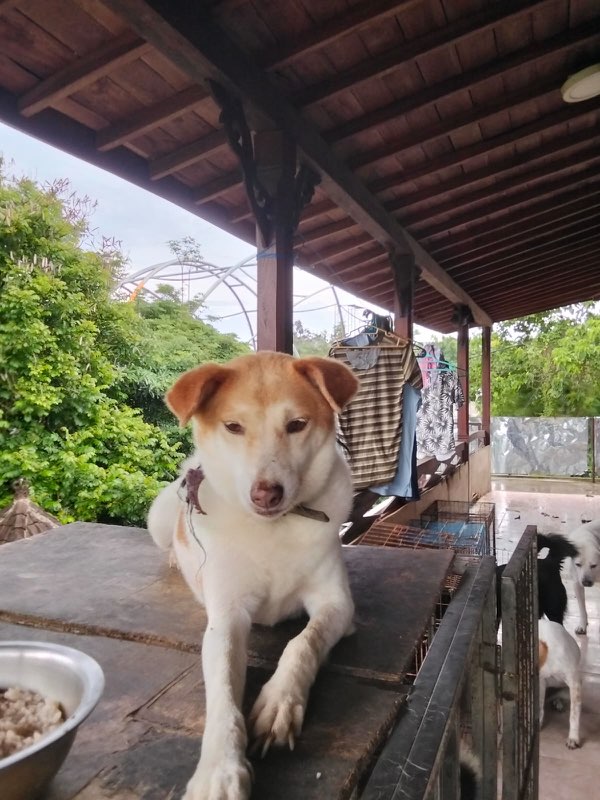 Dog relaxing at the shelter veranda
