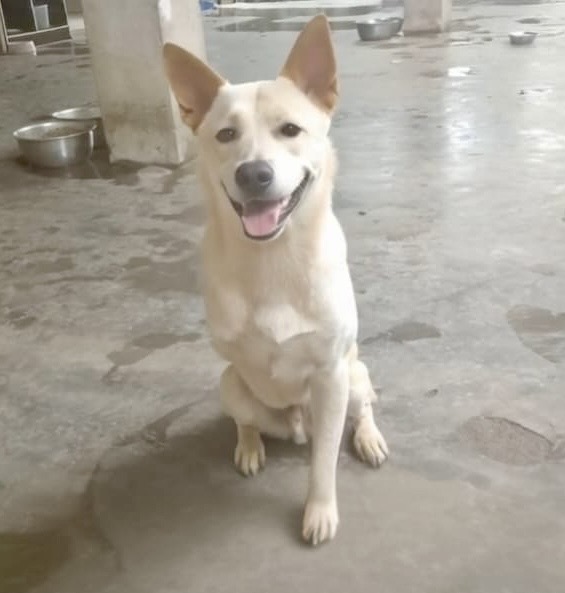 Sugar — three-legged sanctuary dog